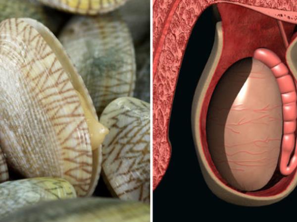 Ali podobnost res zdravi?